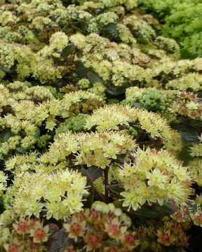 Sedum Hab Gray Orpin Hab Gray - jardins - Sedum Hab Gray