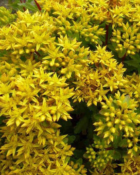 Sedum Immergrünchen - jardins - Sedum hybridum Immergrünchen