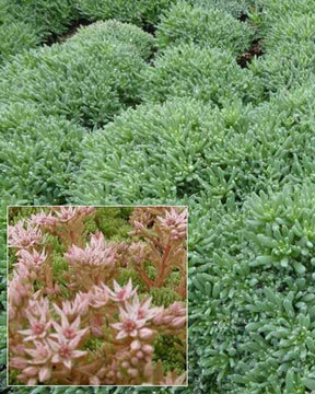 Sedum d Espagne - jardins - Sedum hispanicum var. minus