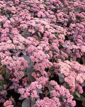 Orpin Karlfunkelstein - jardins - Sedum telephium Karfunkelstein