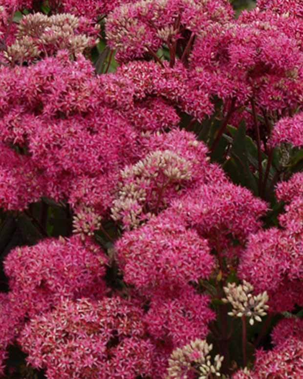 Orpin Mr Goodbud Hylotelephium Mr Goodbud - jardins - Sedum Mr Goodbud