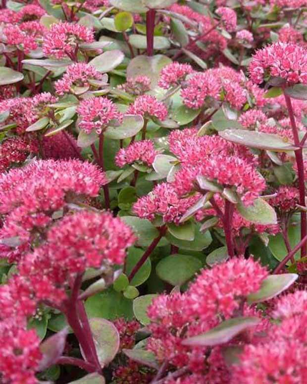 Sedum Red Cauli - jardins - Sedum Red Cauli