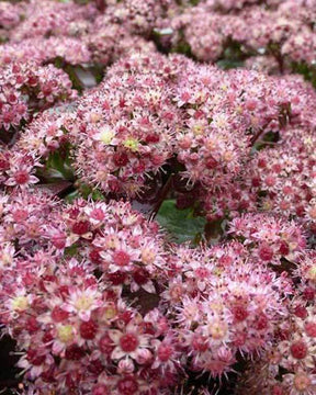 Sedum Strawberry and Cream - jardins - Sedum Strawberry and Cream