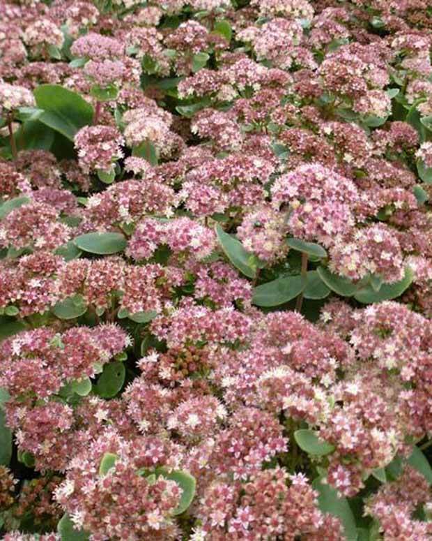 Sedum Stewed Rhubarb Mountain - jardins - Sedum Stewed Rhubarb Mountain