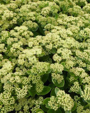 Sedum Sunkissed - jardins - Sedum Sunkissed