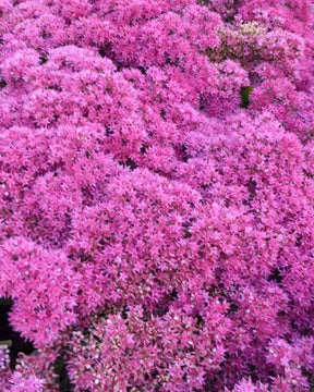 Sedum Thunderhead - jardins - Sedum Thunderhead