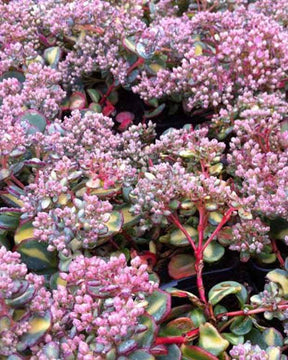 Sedum de Siebold panaché - jardins - Sedum sieboldii mediovariegatum