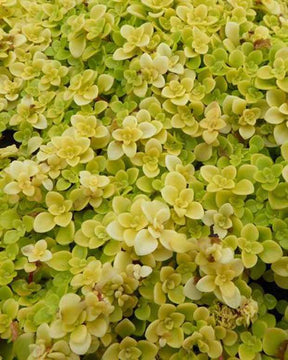 Sedum Makinoi Lime - jardins - Sedum makinoi Ogon