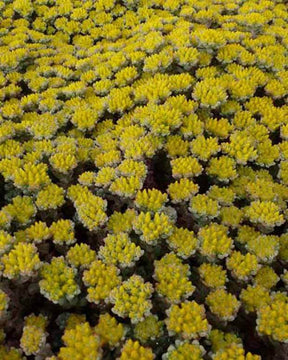 Sedum spatulé Cape Blanco - jardins - SEDUM SPATHULIFOLIUM CAPE BLANCO