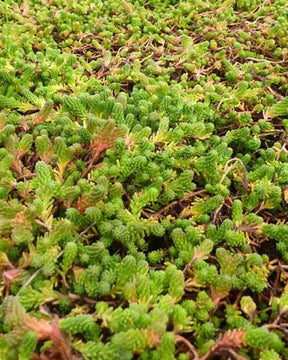 3 Orpin de Boulogne Orpin doux Orpin à six angles - jardins - Sedum sexangulare