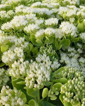 Sedum Iceberg - jardins - SEDUM SPECTABILE ICEBERG