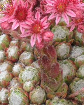 Joubarbe à toile d araignée pourpre - Sempervivum - jardins - SEMPERVIVUM ARACHNOIDEUM RUBRUM