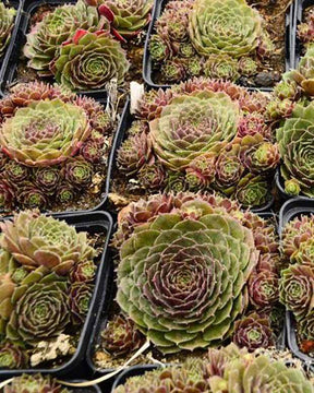 3 Joubarbes Granat - jardins - Sempervivum Granat