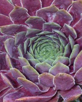 Joubarbe Red King - Sempervivum - jardins - Sempervivum Red Wings