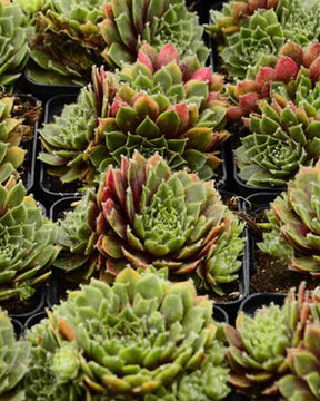 3 Joubardes Velvet Red - jardins - Sempervivum marmoreum Red Velvet