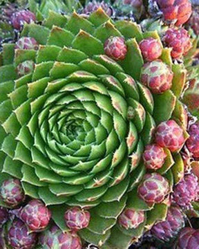 3 Joubarbes des toits Artichaut bâtard Herbe du tonnerre - jardins - Sempervivum tectorum