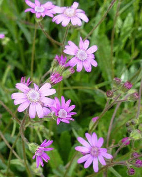 Séneçon rose - jardins - SENECIO POLYODON