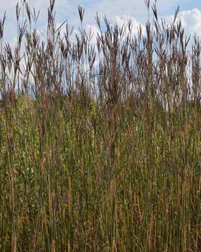 Andropogon Prairie Summer - Andropogon - Andropogon gerardii Präriesommer