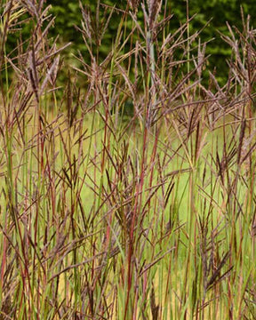 Andropogon Purple Konza - Andropogon - Andropogon hallii J.S. Purple Konza