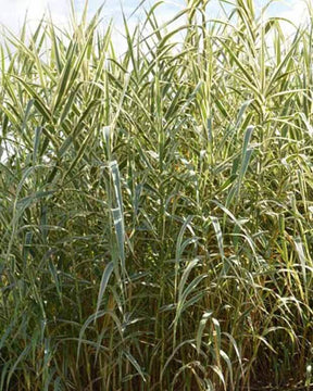 Canne de Provence Versicolor Canne de Provence panachée de blanc - Graminées - Arundo donax Versicolor