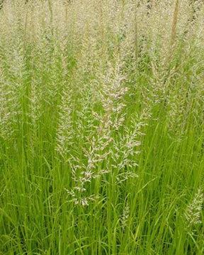 Calamagrostide panachée Waldenbuch - Graminées - CALAMAGROSTIS ACUTIFLORA WALDENBUCH