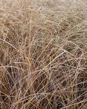 Laîche cuivrée Kupferflamme - Carex - Graminées - Carex comans Kupferflamme