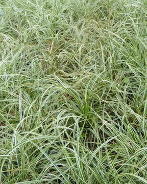 Laîche conique Snowline - Carex - Graminées - CAREX CONICA SNOWLINE