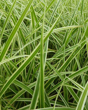 Laîche du Japon Aureovariegata Laîche japonaise panachée - Graminées - Carex morrowii Aureovariegata