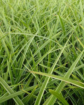 Laîche du Japon Gilt - Carex - Graminées - Carex morrowii Gilt