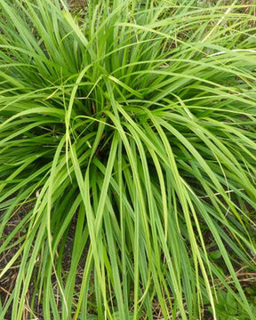 Laîche du Japon Mosten - Carex - Graminées - Carex morrowii Mosten