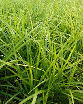 Laîche d Amérique Silberstreif - Carex - Graminées - CAREX MUSKINGUMENSIS SILBERSTREIF