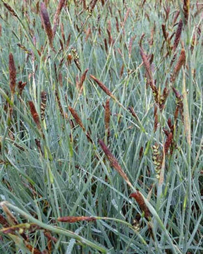 Laîche faux-panic - Graminées - CAREX PANICEA