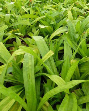 Laîche à feuilles de plantain - Carex - Graminées - CAREX PLANTAGINEA