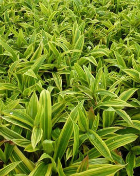 Laîche ciliée panachée Shima Nishiki - Graminées - Carex ciliatomarginata Shima-nishiki