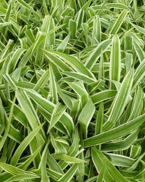 Laîche de fer Variegata - Graminées - CAREX SIDEROSTICHA VARIEGATA