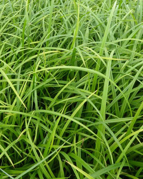 Laîche des bois - Carex - Graminées - CAREX SYLVATICA