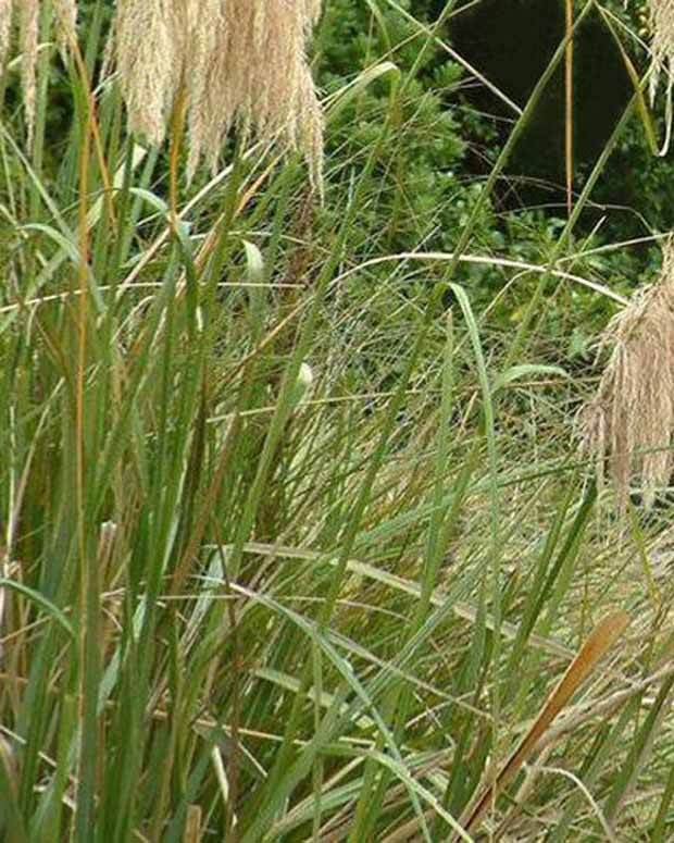 Herbe de la pampa de Richard - Graminées - Cortaderia richardii