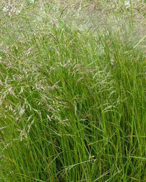 Canche cespiteuse - Graminées - DESCHAMPSIA CESPITOSA