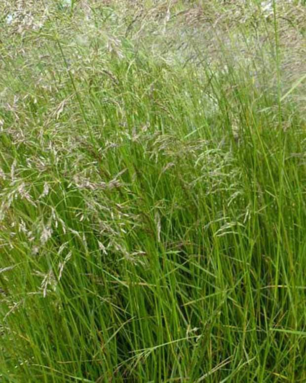 Canche cespiteuse - Graminées - DESCHAMPSIA CESPITOSA