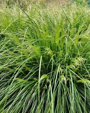 Canche cespiteuse Palava - Graminées - Deschampsia cespitosa Palava