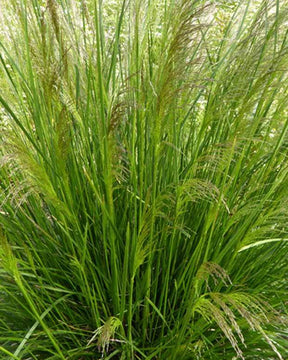 3 Canches cespiteuses Pixie Fountain - Graminées - Deschampsia cespitosa Pixie Fountain