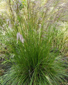 3 Canches cespiteuses Tardiflora - Graminées - Deschampsia cespitosa Tardiflora