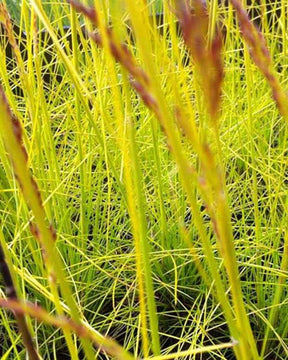 Canche flexueuse Tatra Gold - Graminées - Deschampsia flexuosa Tatra Gold