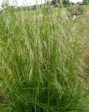 3 Canches cespiteuses Tauträger - Graminées - DESCHAMPSIA CESPITOSA TAUTRÄGER