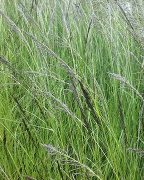 Herbe d amour courbée - Graminées - ERAGROSTIS CURVULA