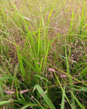 Herbe de l Amour Great Plains - Graminées - Eragrostis spectabilis Great Plains