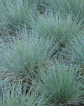 Fétuque bleue Zwergenkönig - Graminées - FESTUCA GLAUCA ZWERGENKÖNIG