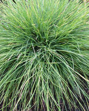 3 Fétuques filiforme Herbe aux fils - Graminées - Festuca filiformis