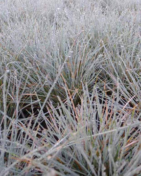 3 Fétuques bleue Azurit - Graminées - Festuca glauca Azurit