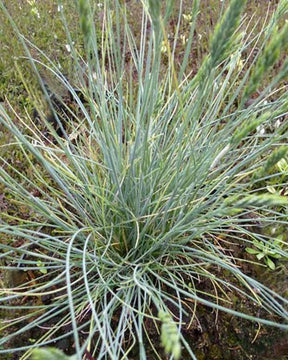 3 Fétuques bleue Eisvogel - Graminées - FESTUCA GLAUCA EISVOGEL